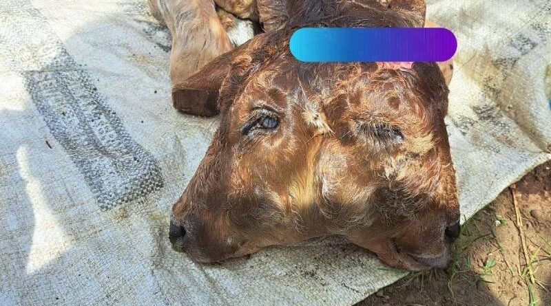 Warga Bondowoso Geger, Anak Sapi Berkepala Dua Lahir di Desa Kerang