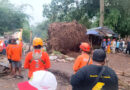 Dua Orang Meninggal Dunia Akibat Tertimpa Rumpun Bambu