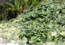 Warga Prigen Protes Limbah PT Agro Mandiri yang Cemari Lingkungan