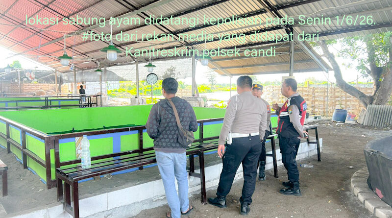 Judi Sabung Ayam di Klurak Baru Digrebek, Besoknya Sudah Buka Lagi