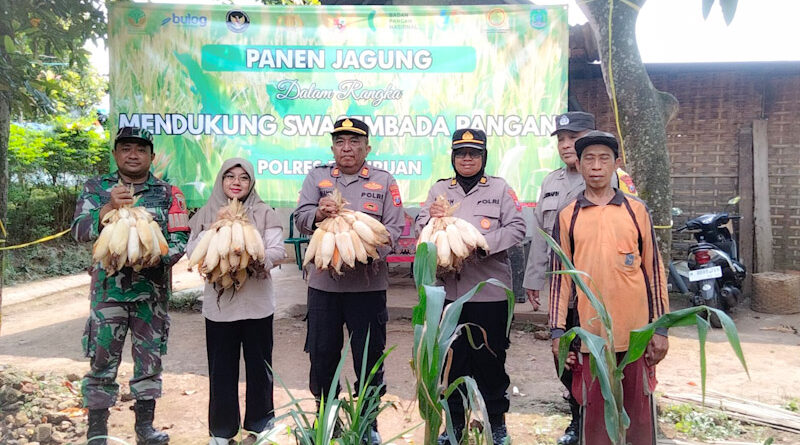 Dukung Asta Cita Presiden, Polsek Puspo Panen Jagung Bersama Petani