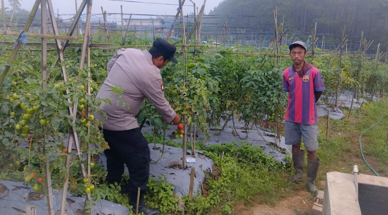 Bhabinkamtibmas Polsek Nongkojajar Dukung Program P2B Ketahanan Pangan