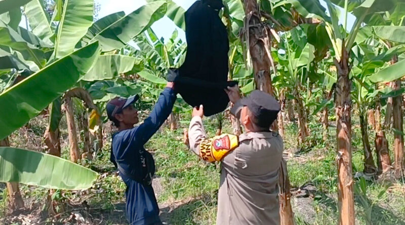 Polsek Rembang Pantau Pisang Cavendish, Dukung Ketahanan Pangan Nasional