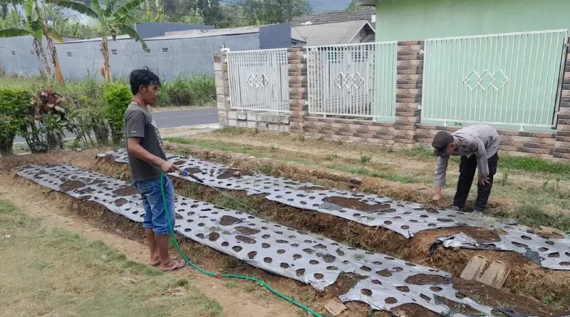 Polsek Nongkojajar Dukung Budidaya Bawang Putih di Tlogosari untuk Perkuat Ketahanan Pangan