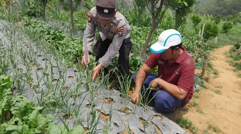 Bhabinkamtibmas Pantau Tanaman Bawang Putih di Tlogosari